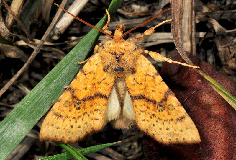 Tiliacea sulphurago (Noctuidae)